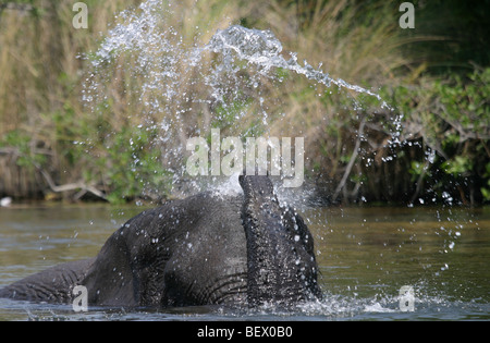 Afrikanischer Elefant baden in das Okavango Delta, Botswana. Stockfoto