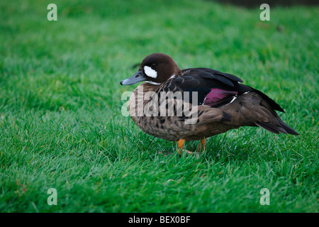 Bronze-geflügelte Ente oder brillentragende Ente, Speculanas Specularis, Gefangenschaft, ursprünglich aus Chile Stockfoto