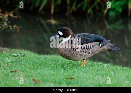 Bronze-geflügelte Ente oder brillentragende Ente, Speculanas Specularis, Gefangenschaft, ursprünglich aus Chile Stockfoto