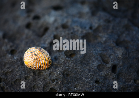 Kleine Schale auf schwarzem Vulkangestein Stockfoto