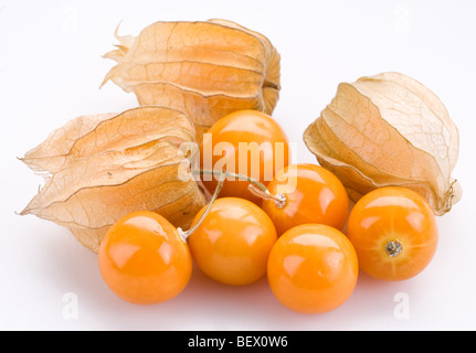 Physalis auf weißem Hintergrund Stockfoto