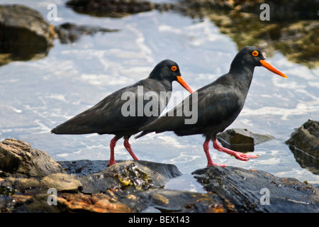 Schwarzen afrikanischen Austernfischer (Heamatopus Moquini), auf den Felsen Stockfoto