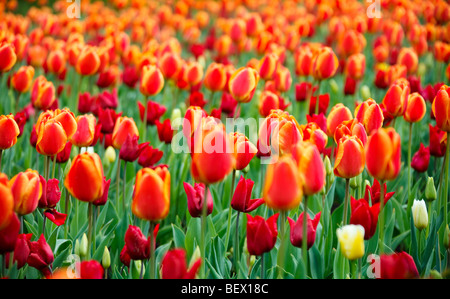 Makroaufnahme von bunten Hellfeld von roten Tulpen Stockfoto