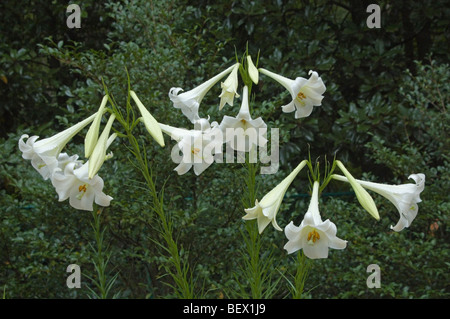 Weiße Ostern Lilien im Duke Gardens, Durham, North Carolina, USA Stockfoto