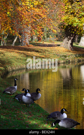 Kanadagänse ruhen von die Cherwell in Oxford, Herbst Stockfoto