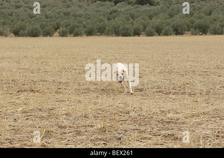 Zeiger. Archidona, Málaga Provinz. Andalusien, Spanien Stockfoto