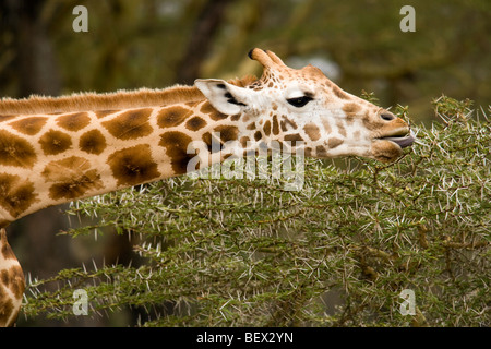 Nahaufnahme der Giraffe Fütterung auf Acacia - Lake-Nakuru-Nationalpark, Kenia Stockfoto