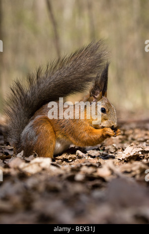 Das Eichhörnchen - ein nettes Nagetier, im Stadtpark zahm wird. Stockfoto