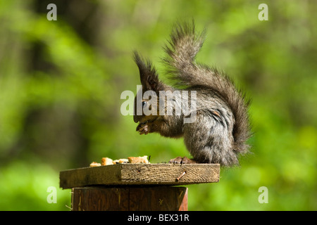 Das Eichhörnchen - ein nettes Nagetier, im Stadtpark zahm wird. Stockfoto