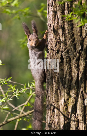 Das Eichhörnchen - ein nettes Nagetier, im Stadtpark zahm wird. Stockfoto