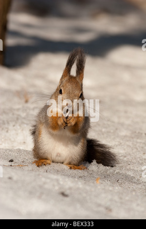 Das Eichhörnchen - ein nettes Nagetier, im Stadtpark zahm wird. Stockfoto