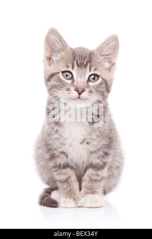 Graue Katze auf weißem Hintergrund Stockfoto