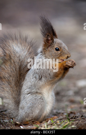 Sciurus Vulgaris, Eichhörnchen (Eurasien) Stockfoto