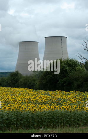 Feld von Sonnenblumen neben Kühltürme des Kernkraftwerk Belleville-Sur-Loire, Cher, Frankreich. Stockfoto