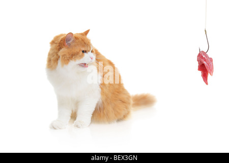 Böse Katze auf der Suche nach einem Haken mit Fleisch drauf Stockfoto