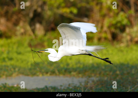 Silberreiher im Flug Stockfoto