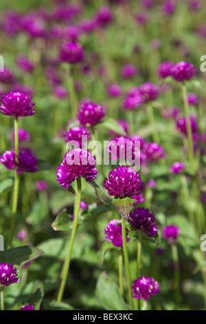 Gomphrena Globosa Amaranthaceae Familie tropische Blume von Amerika Stockfoto