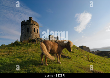 Shetland Pony stand vor eine Torheit Brough Lodge auf den Shetland-Insel Fetlar Stockfoto