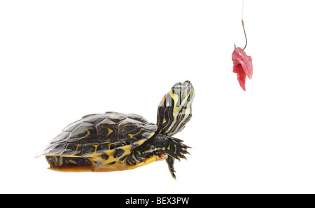Schildkröte mit Blick auf ein Stück Fleisch an einem Haken Stockfoto
