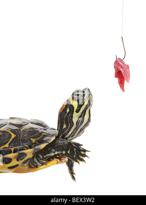 Schildkröte mit Blick auf einen Angelhaken Stockfoto