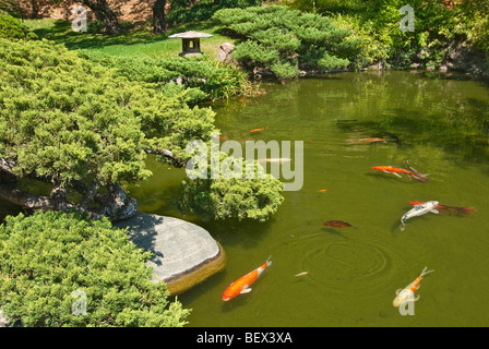 Koi-Karpfen in der Huntington Librarys japanischer Garten. Stockfoto