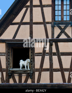 Gläubigen inländischen pet-weißer Hund stehend auf Fenstersims wartet auf seinen Besitzer zu Hause Elsass Frankreich zurück Stockfoto