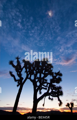 Josua Bäume leuchtet wunderschön bei Sonnenaufgang im Joshua Tree National Park. Stockfoto