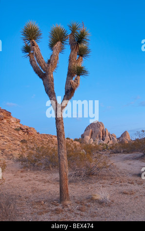 Josua Bäume leuchtet wunderschön bei Sonnenaufgang im Joshua Tree National Park. Stockfoto