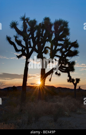 Josua Bäume leuchtet wunderschön bei Sonnenaufgang im Joshua Tree National Park. Stockfoto