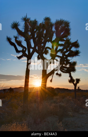 Josua Bäume leuchtet wunderschön bei Sonnenaufgang im Joshua Tree National Park. Stockfoto