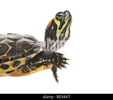Wasserschildkröte, die isoliert auf weißem Hintergrund Stockfoto