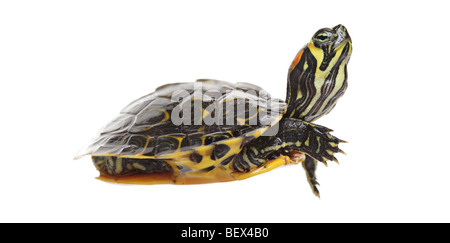 Wasserschildkröte, die isoliert auf weißem Hintergrund Stockfoto