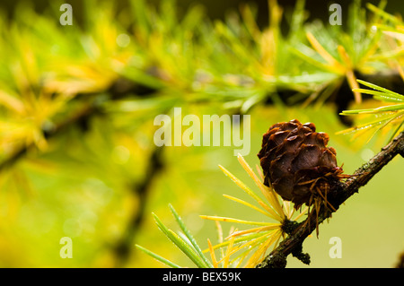 Larix Kaempferi japanische Lärche im Herbst Stockfoto