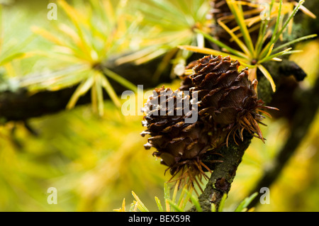 Larix Kaempferi japanische Lärche im Herbst Stockfoto