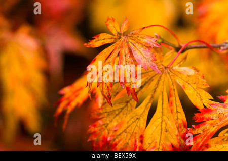 Acer Japonicum Aconitifolium, verlässt Vollmond Ahorn im Herbst Stockfoto