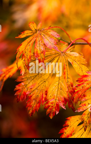 Acer Japonicum Aconitifolium, verlässt Vollmond Ahorn im Herbst Stockfoto