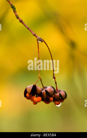 Im Herbst Samen von einem Euonymus Oxyphyllus Japanisch oder Koreanisch Spindel Baum Stockfoto