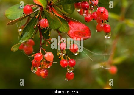 Berberis-Berberitze Beeren im Herbst Stockfoto