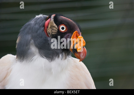 König Geier, Sarcoramphus Papa fotografiert im Amazonas in Ecuador - gefangen Stockfoto