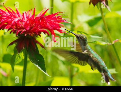 Ruby – Throated Kolibris trinken aus roten Monarda blüht Stockfoto