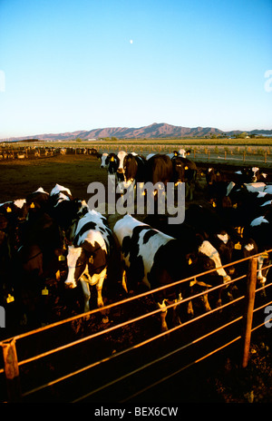 Vieh - Milchkühe Holstein im Lager Hof bei Sonnenuntergang / in der Nähe von Phoenix, Arizona, USA. Stockfoto