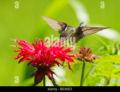 Ruby – Throated Kolibris trinken aus roten Monarda blüht Stockfoto