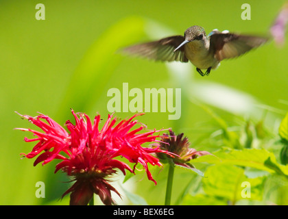 Ruby – Throated Kolibris trinken aus roten Monarda blüht Stockfoto