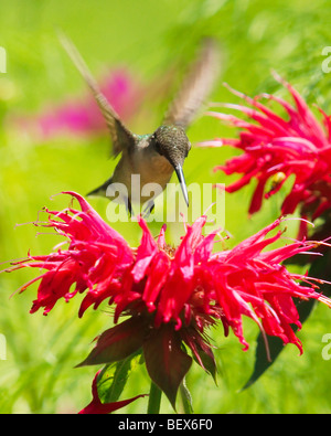 Ruby – Throated Kolibris trinken aus roten Monarda blüht Stockfoto