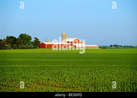 Landwirtschaft - frühe Wachstum Getreide Mais-Feld mit großen roten Scheunen und Silos im Hintergrund / in der Nähe von Maple Park, Illinois, USA. Stockfoto