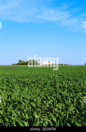 Mitte Wachstum, Pre Quaste Bühne Getreide Mais-Feld mit einem roten Scheune und Silo im Hintergrund / in der Nähe von Hinckley, Illinois, USA. Stockfoto