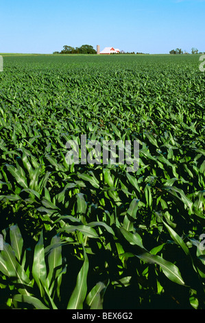 Mitte Wachstum, Pre Quaste Bühne Getreide Mais-Feld mit einem roten Scheune und Silo im Hintergrund / in der Nähe von Hinckley, Illinois, USA. Stockfoto