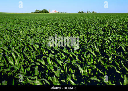 Mitte Wachstum, Pre Quaste Bühne Getreide Mais-Feld mit einem roten Scheune und Silo im Hintergrund / in der Nähe von Hinckley, Illinois, USA. Stockfoto