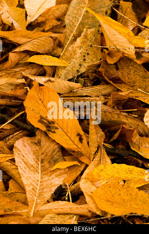 Laub von einem Aesculus Turbinata, japanische Rosskastanie Stockfoto