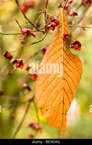 Blatt von einem Aesculus Turbinata gefangen in den Beeren einen Euonymus Sachalinensis asiatischen Spindel Baum Stockfoto